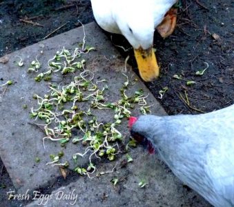 How to Sprout Beans for Chickens Image